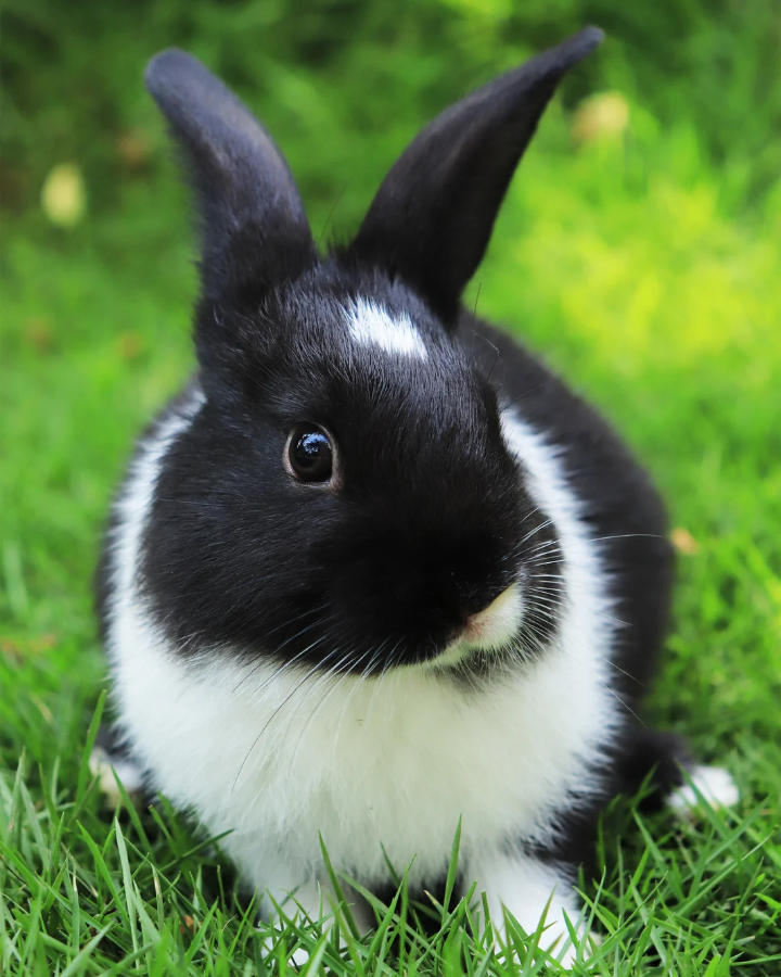black dutch rabbit