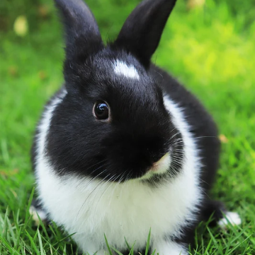 black and white rabbit