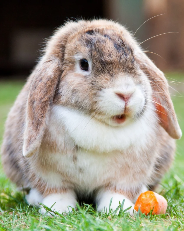 lop rabbit on grass with a carrot