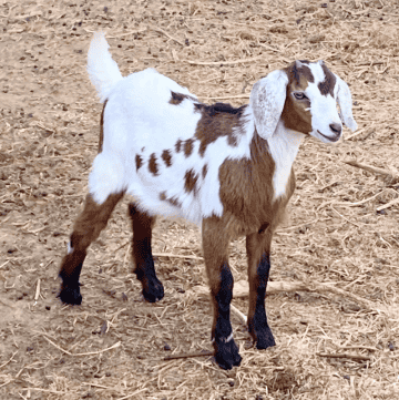 brown and white mini nubian goat kid