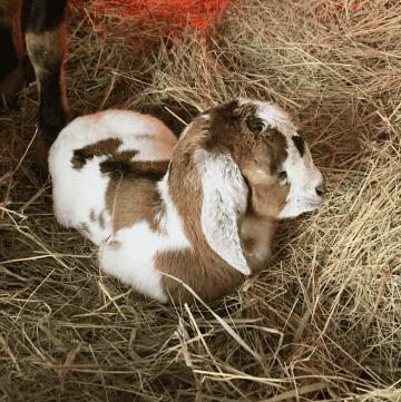 newborn baby goat kid
