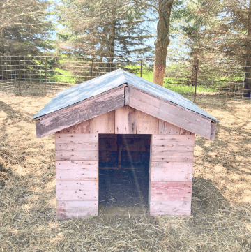 a doghouse shaped goat shelter made from salvaged wood