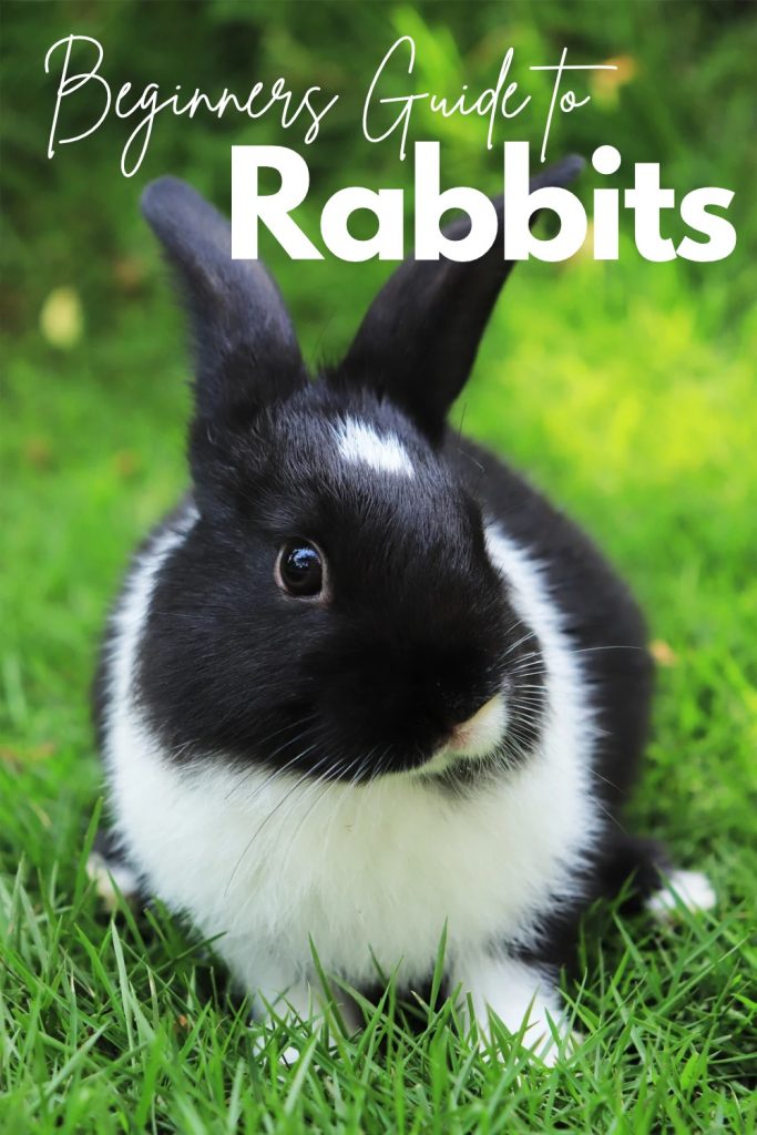 rabbit pintrest pin